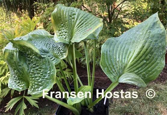 Hosta Punk Rock